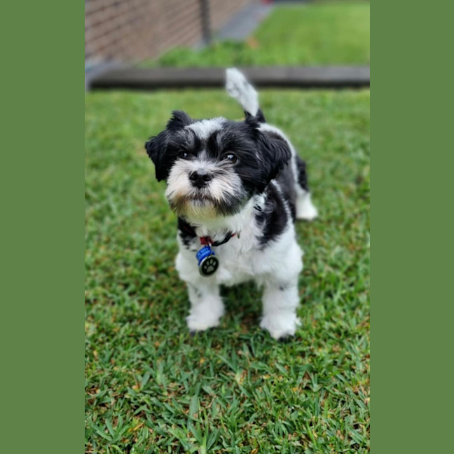 Photo of Cinta   15 Month Old Shih Tzu