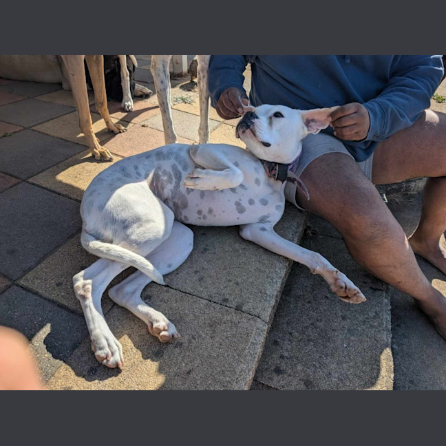 Photo of Luna