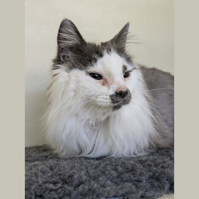 Photo of 🎪 Elmo 5400 🎪