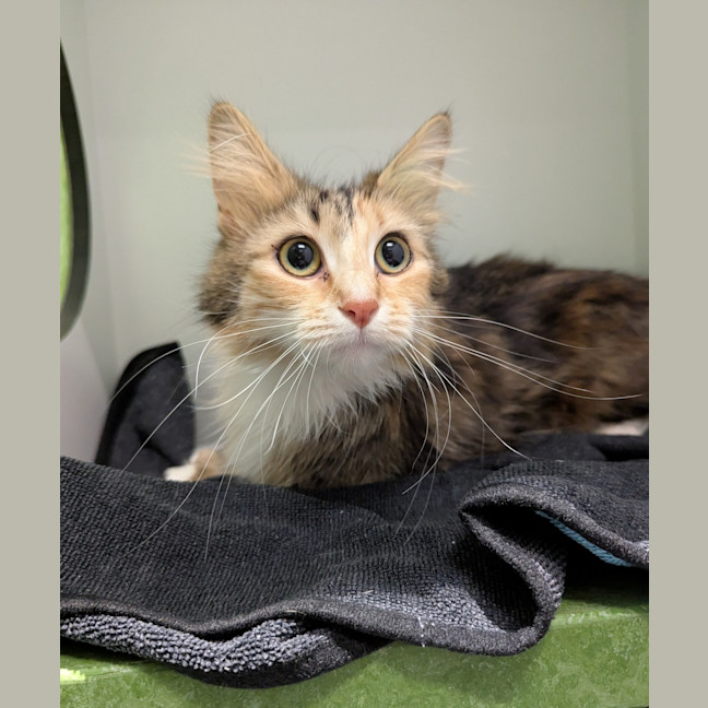 Photo of Glinda