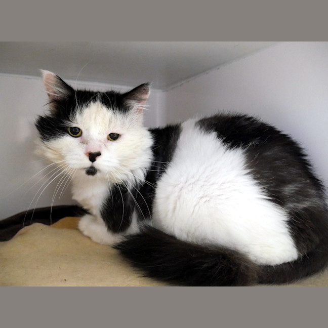 Photo of Tux Sta015160