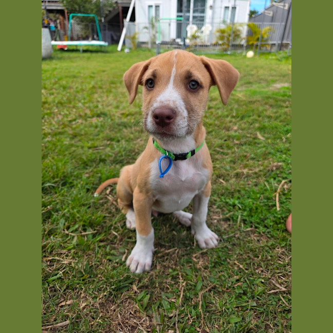 Photo of Aztec 