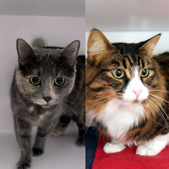 Photo of Marley Sua014485 & Bobby Sua014484