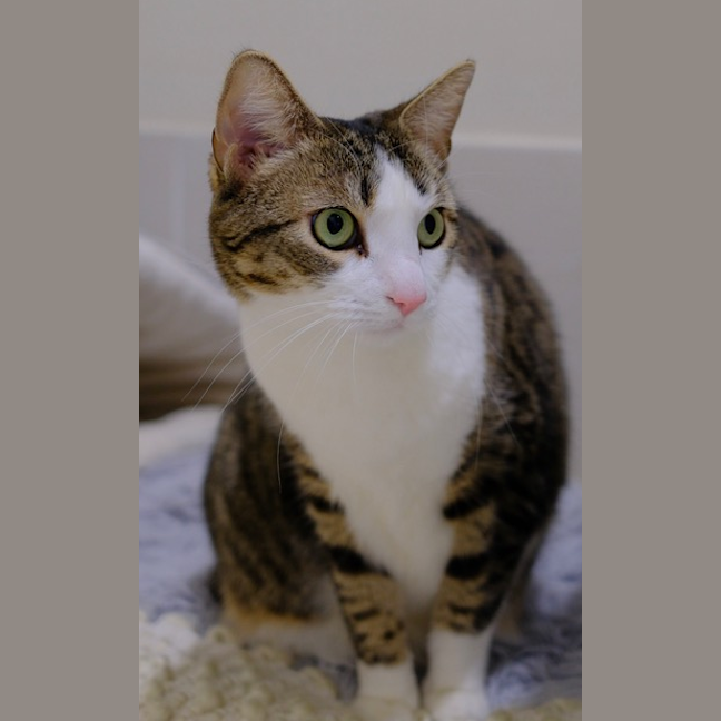 Photo of Lily