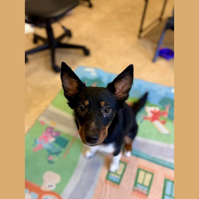 Photo of Poppy   1 Year Old Cattle Dog X