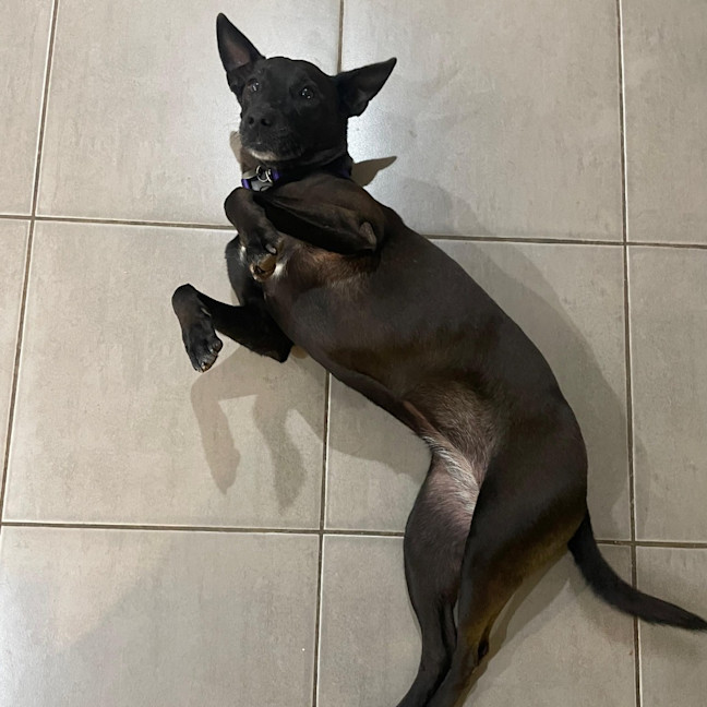 Photo of Kali