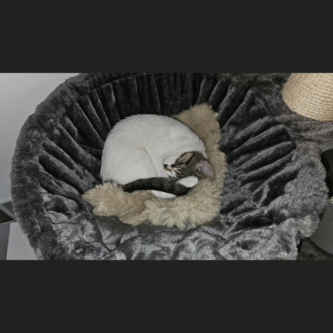 Photo of Willow *9 Lives Project Rescue*