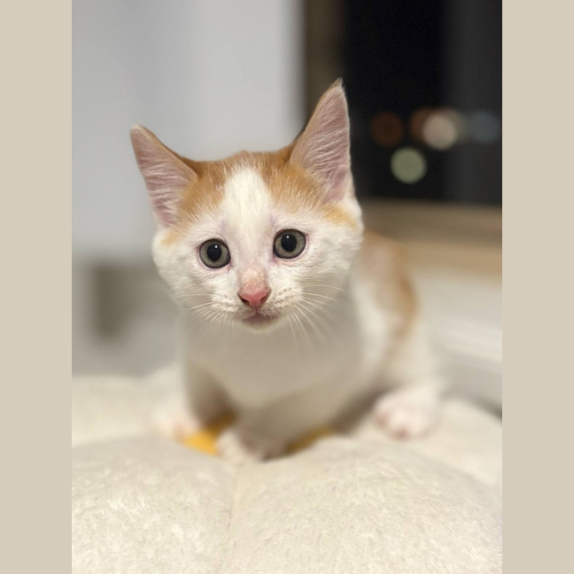 Photo of ⭐️ Dino ⭐️