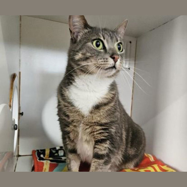 Photo of Pocket Rocket