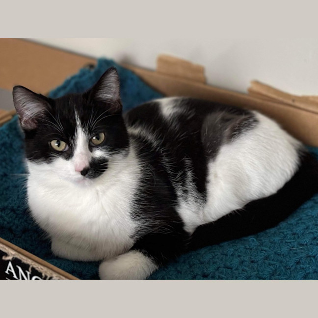 Photo of Hank & Halle