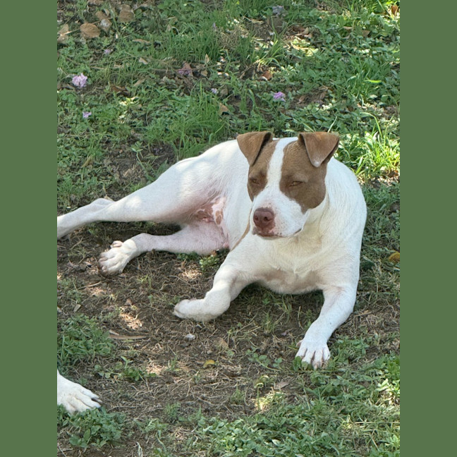 Photo of Bella