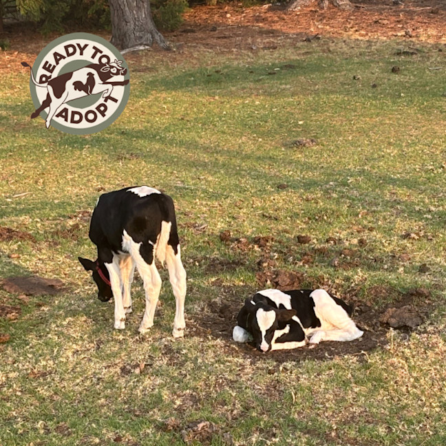 Photo of Theo And Leo