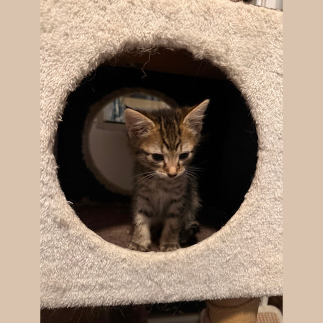 Photo of Rosie