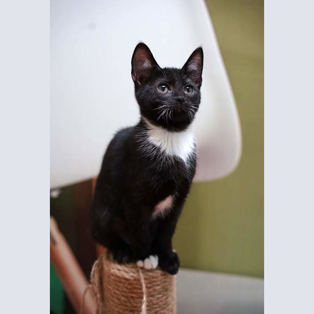 Photo of Otto