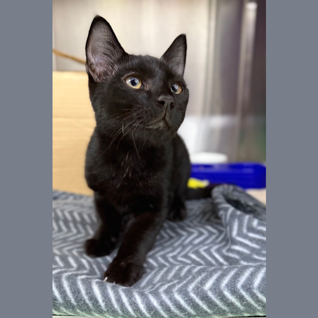 Photo of Dobby