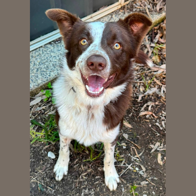 Photo of Rusty