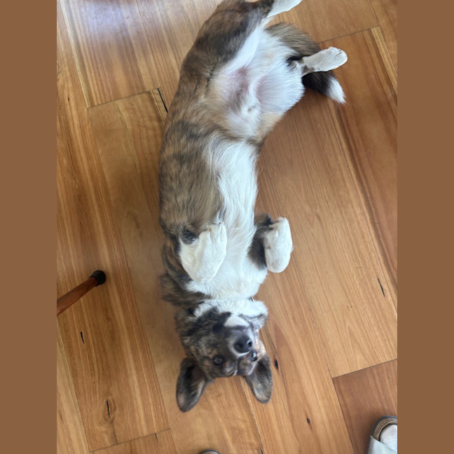 Photo of Rocky   1 Year Old Cardigan Corgi