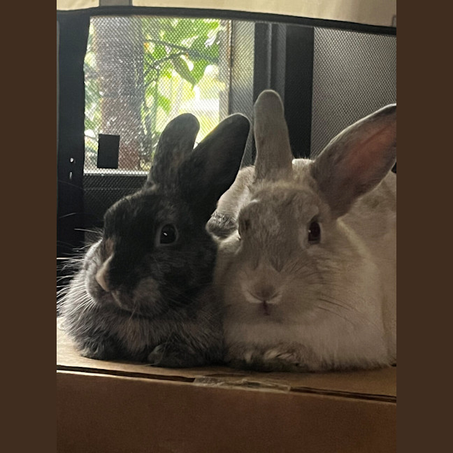Photo of Twizzler (Bonded With Skittle)
