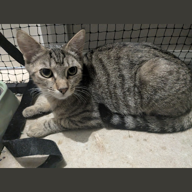 Photo of Maple 