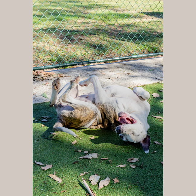 Photo of Layla