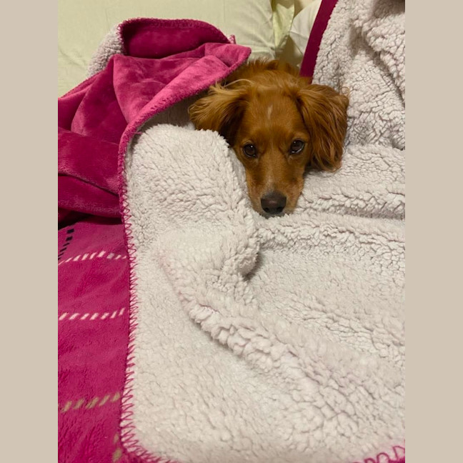 Photo of Georgie 