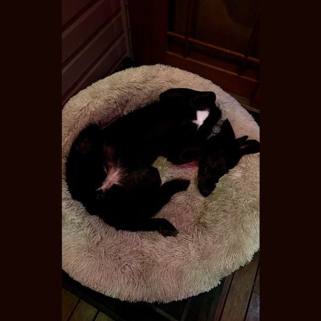 Photo of Mochi