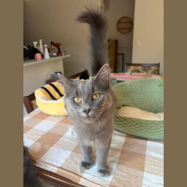 Photo of Basil