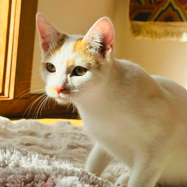 Photo of 🌶️ Habanero 🌶️