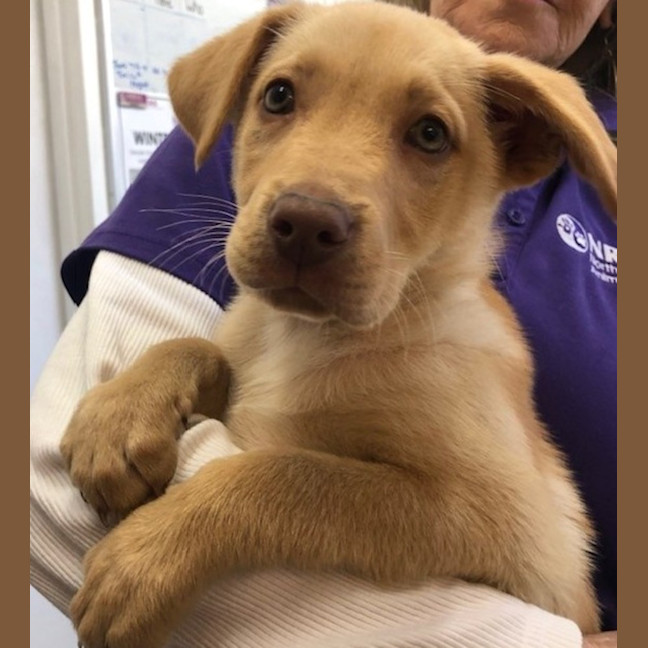 Photo of D1182 Charlie