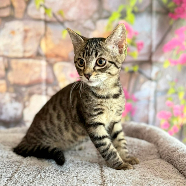 Photo of Captain Frankie (Located In Templestowe)