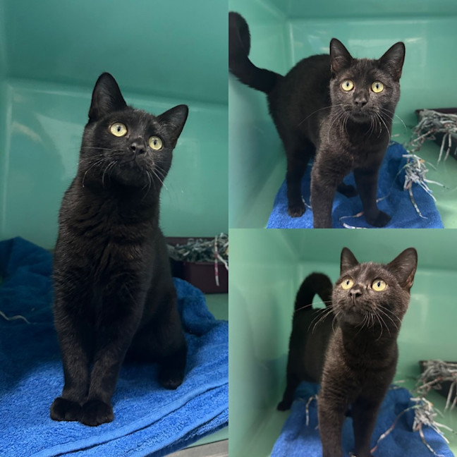 Photo of Sooty