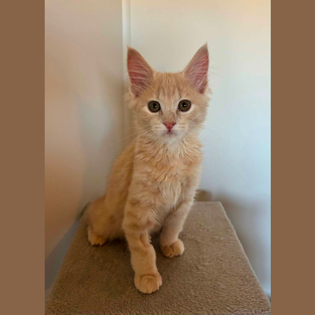 Photo of Ollie 