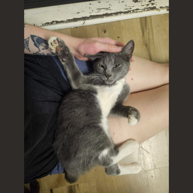 Photo of Poppy