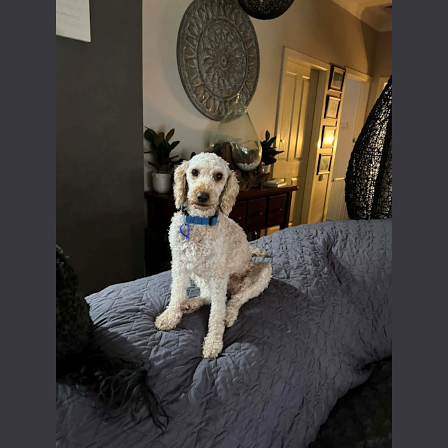 Photo of Harry   2‑Year‑Old Miniature Poodle