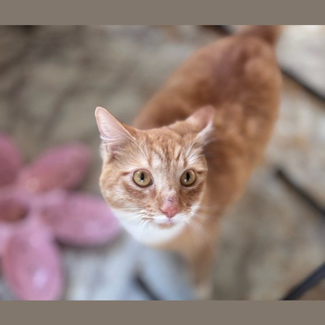 Photo of Milo