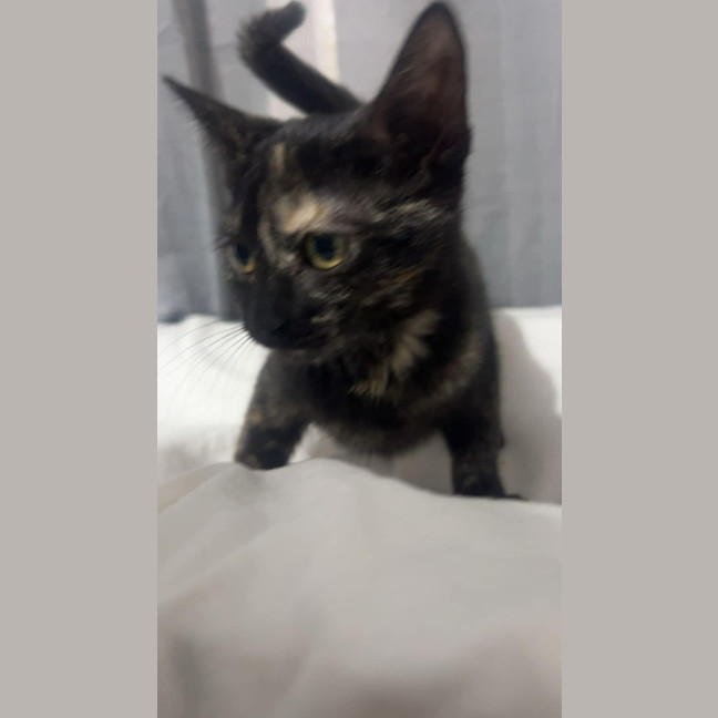 Photo of Chilli Bean