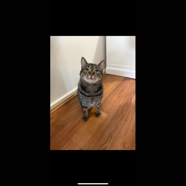 Photo of Tilly (Was Petal)