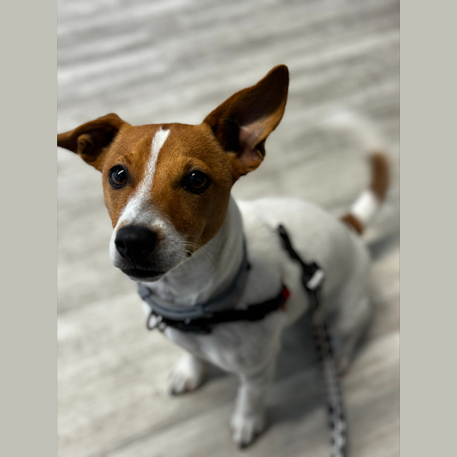 Photo of Sadie