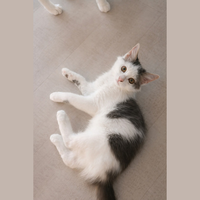 Photo of Meeko