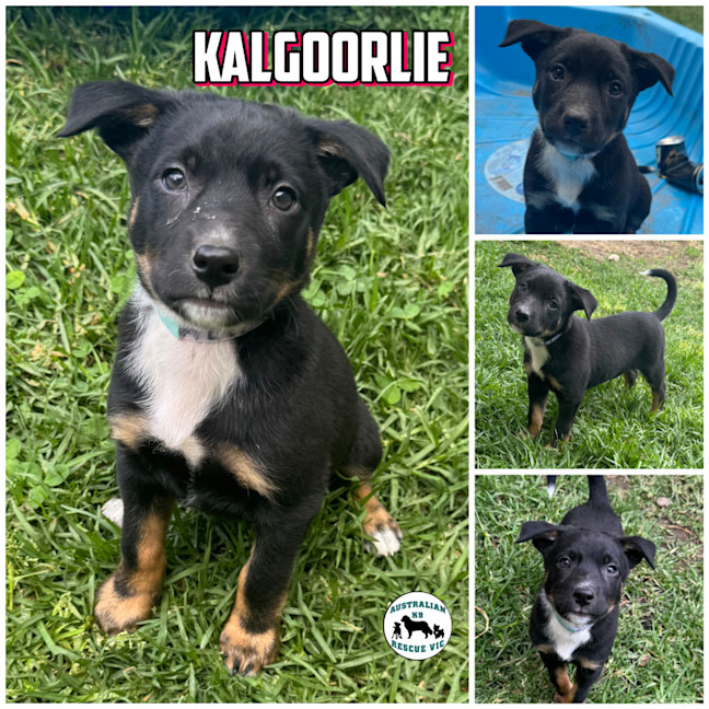 Photo of Kalgoorie