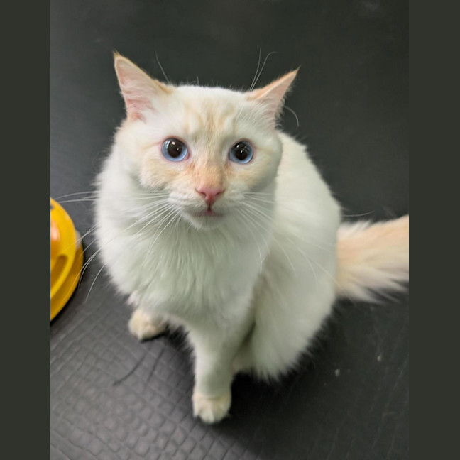 Photo of Arlo
