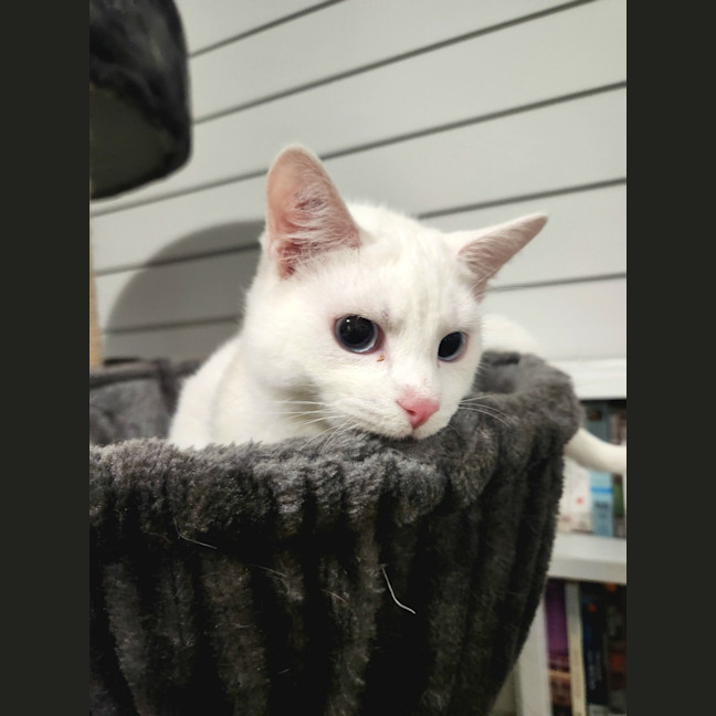 Photo of Kimba