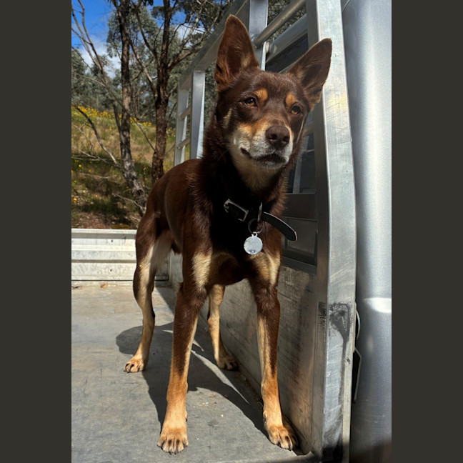 Photo of Flip