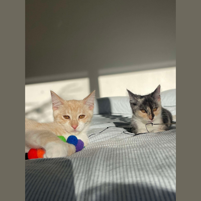 Photo of Stella & Stanley 