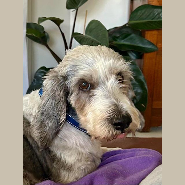 Photo of Rocky