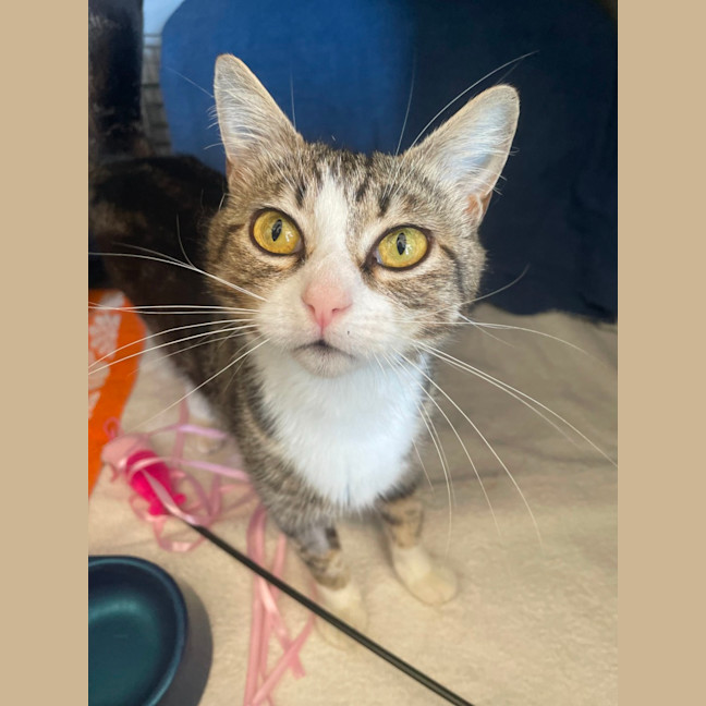 Photo of Possum  Meet Me At Pe Tstock Milperra!