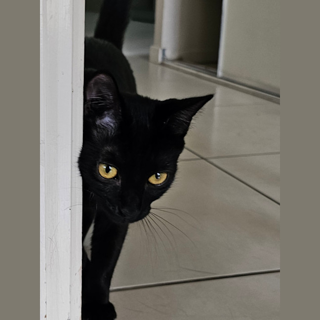 Photo of Chloe 🐈‍⬛💛🐾