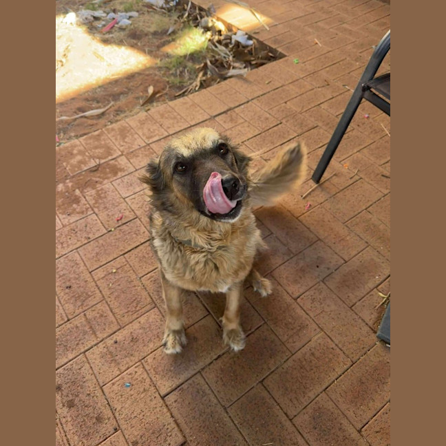 Photo of Lilly Rose (Ziggy)