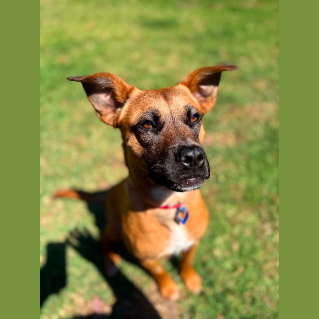 Photo of Aubrey   6 Month Old Mixed Breed
