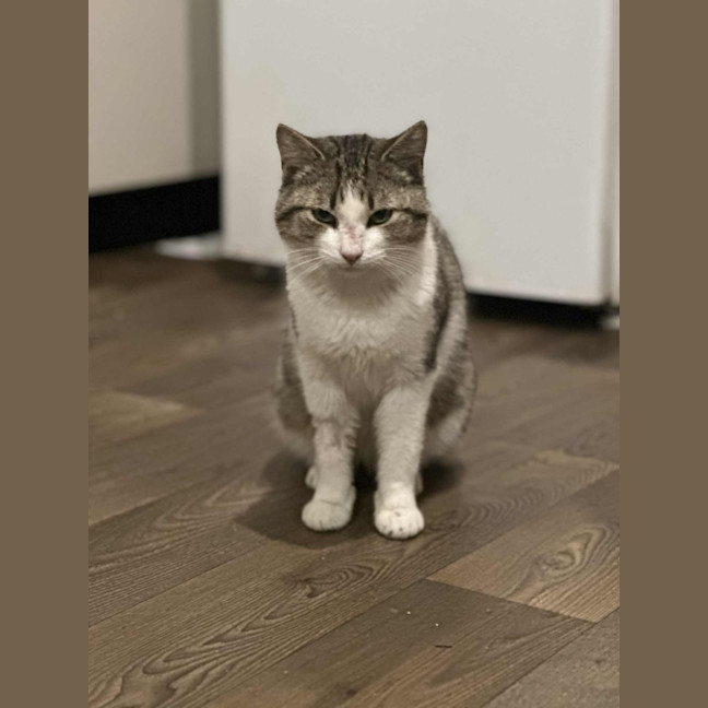 Photo of Iron * 9 Lives Project Rescue*